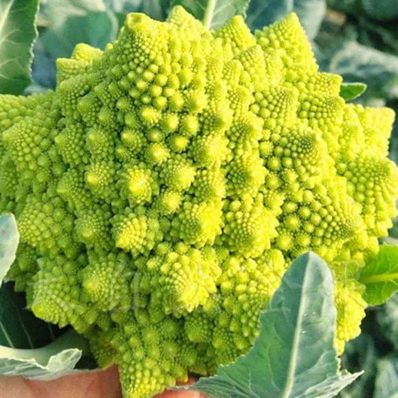 【宝塔花椰菜种子】花椰菜蔬菜种子四季特色菜花春秋播种绿菜花种子