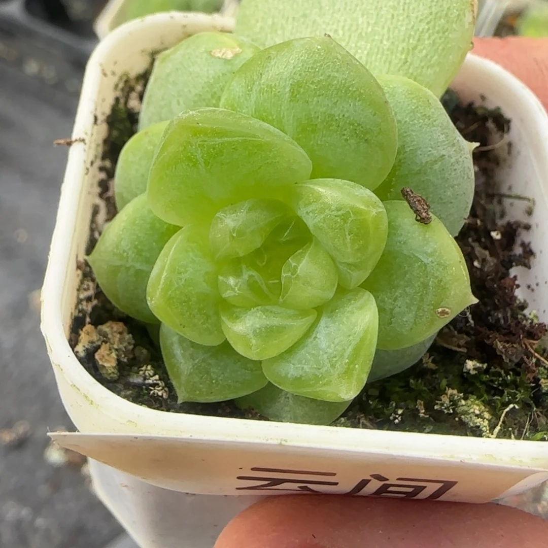 云间中苗盆5床一个满25包邮