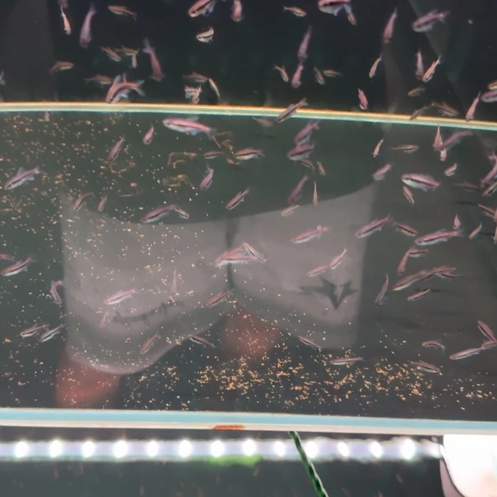 海水鱼超级➕绯红2。