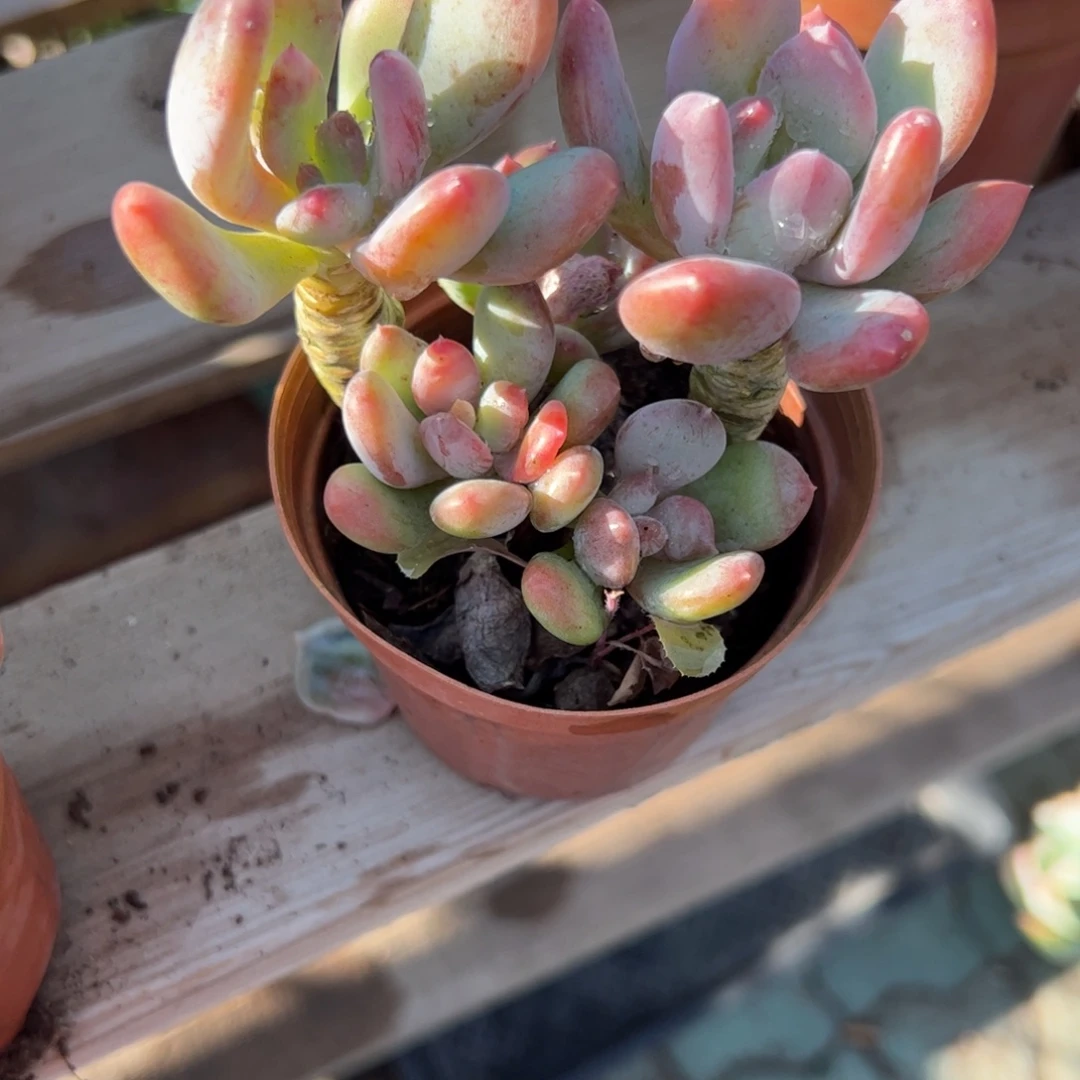 灰姑娘多肉植物精品