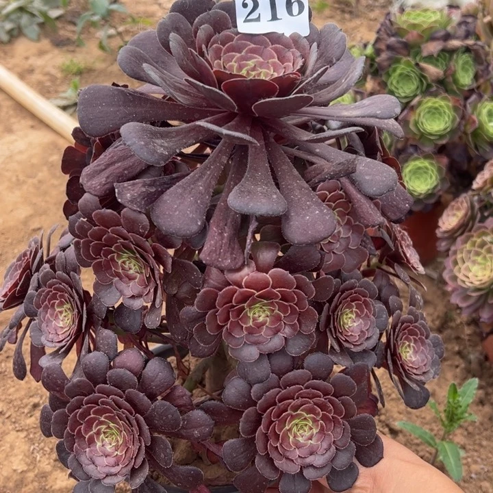 黑萝莉多肉植物216