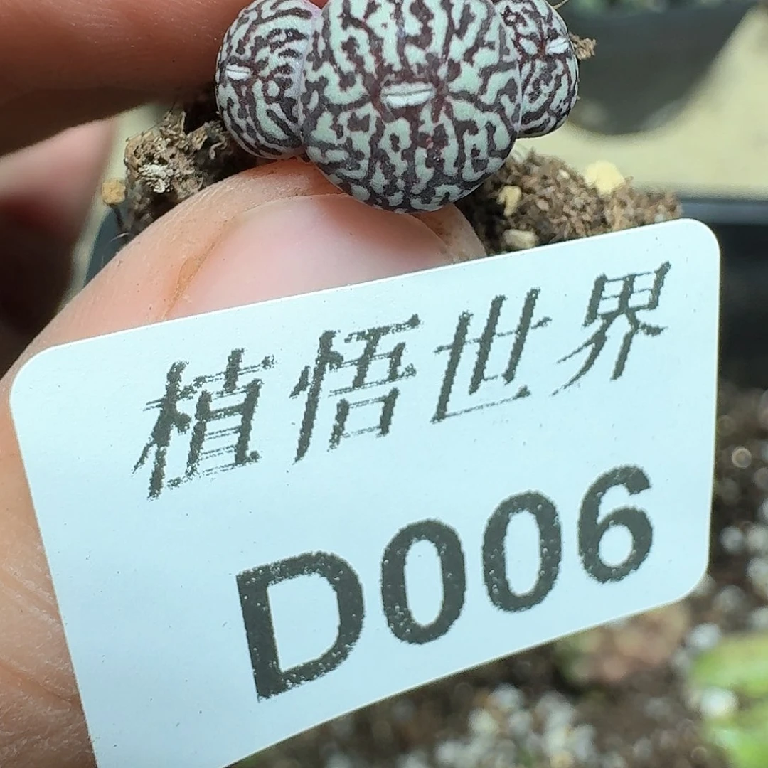 006号多肉植物哇f v