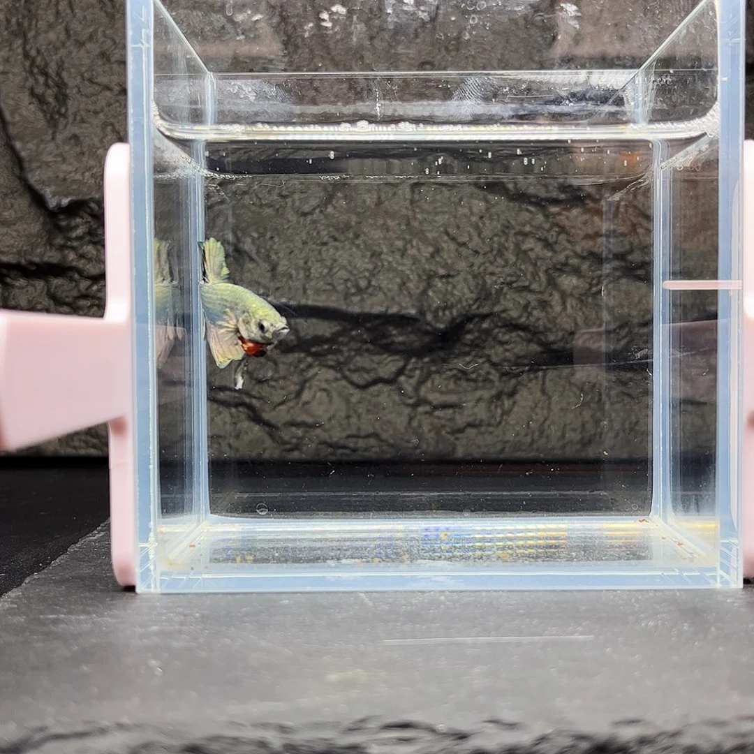 海水鱼宙斯斗鱼竞拍11-17