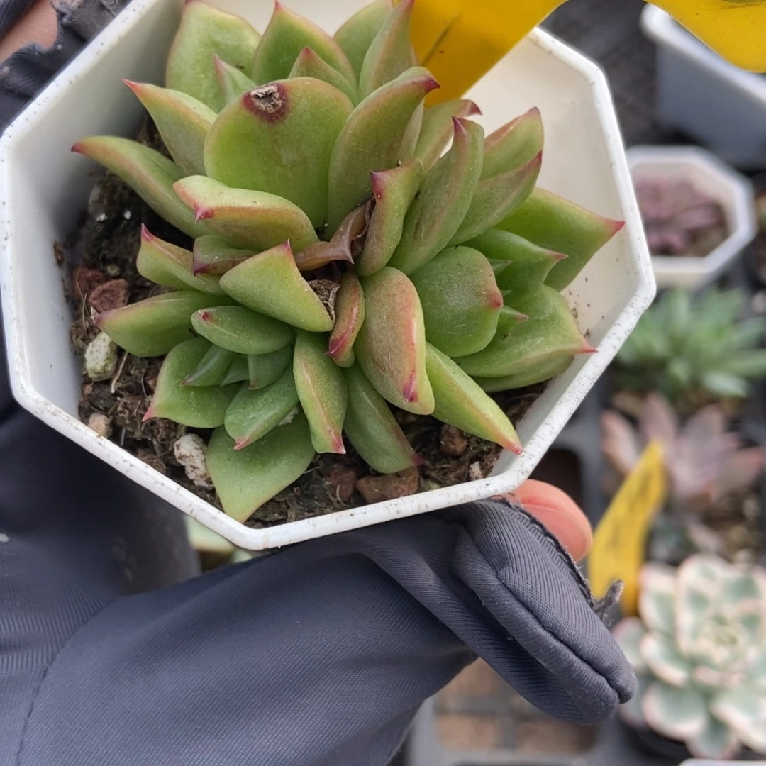 6096玛利亚锦多肉植物