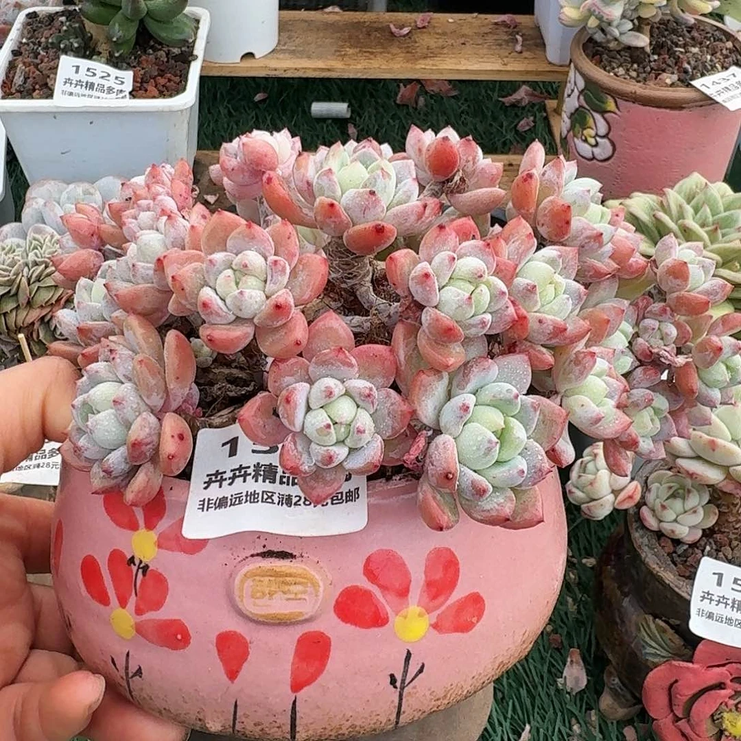 1511一物一拍（满28包邮）