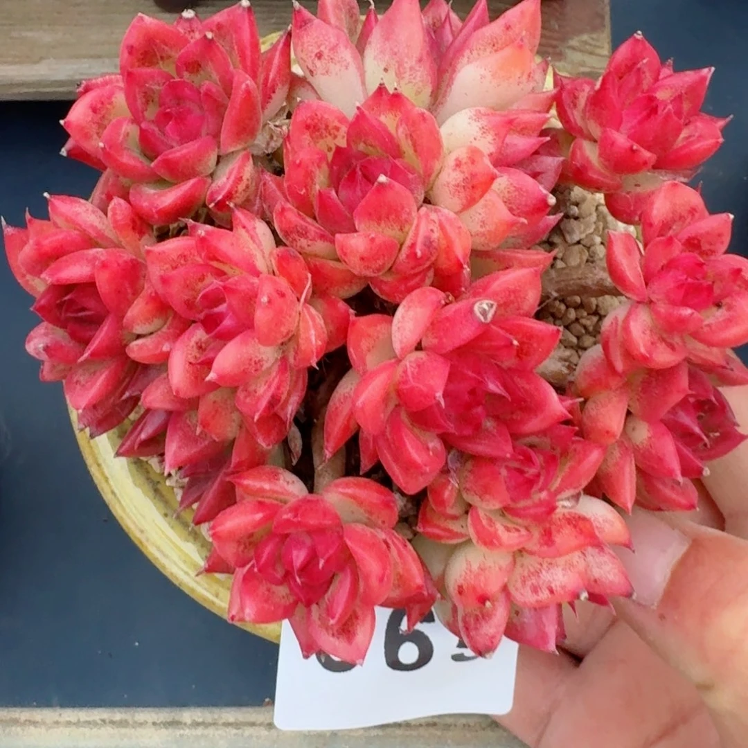 弗罗瑞安娜           精美多肉