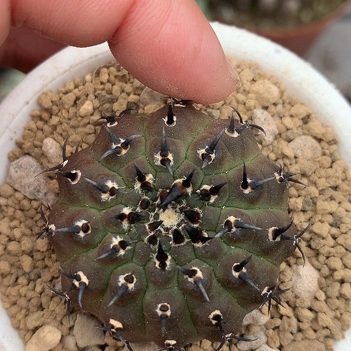 实生短豪黑刺凤头双刺