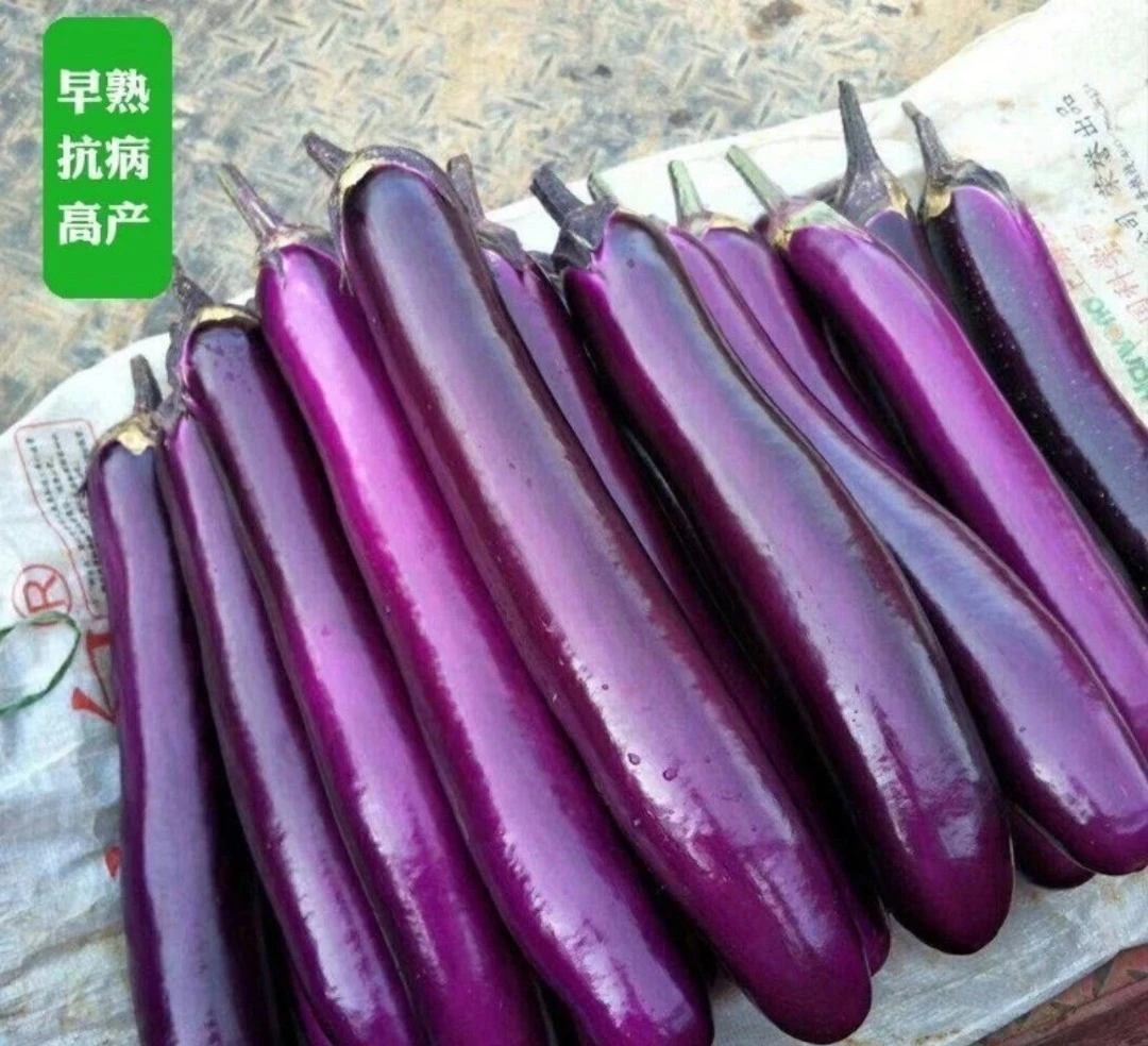 紫长茄子/绿圆茄子种子四季种植庭院蔬菜简单种植种子