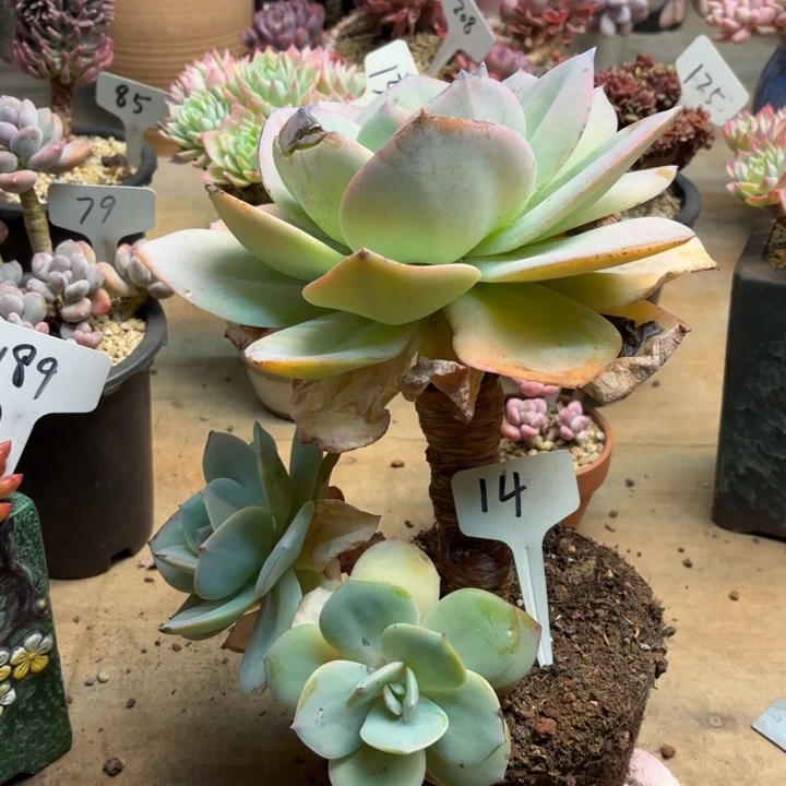 用***3多肉植物，白凤14号