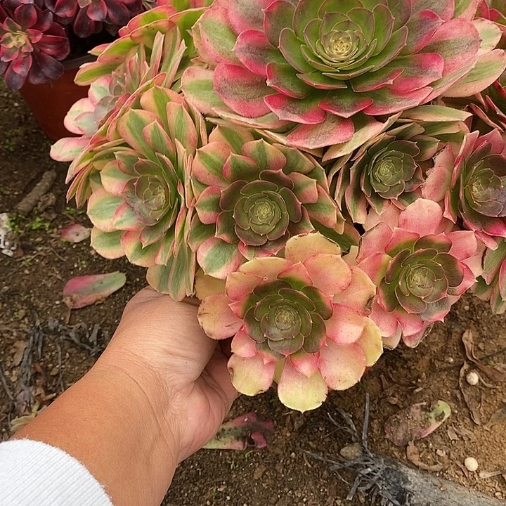 多肉植物雨菏897多肉