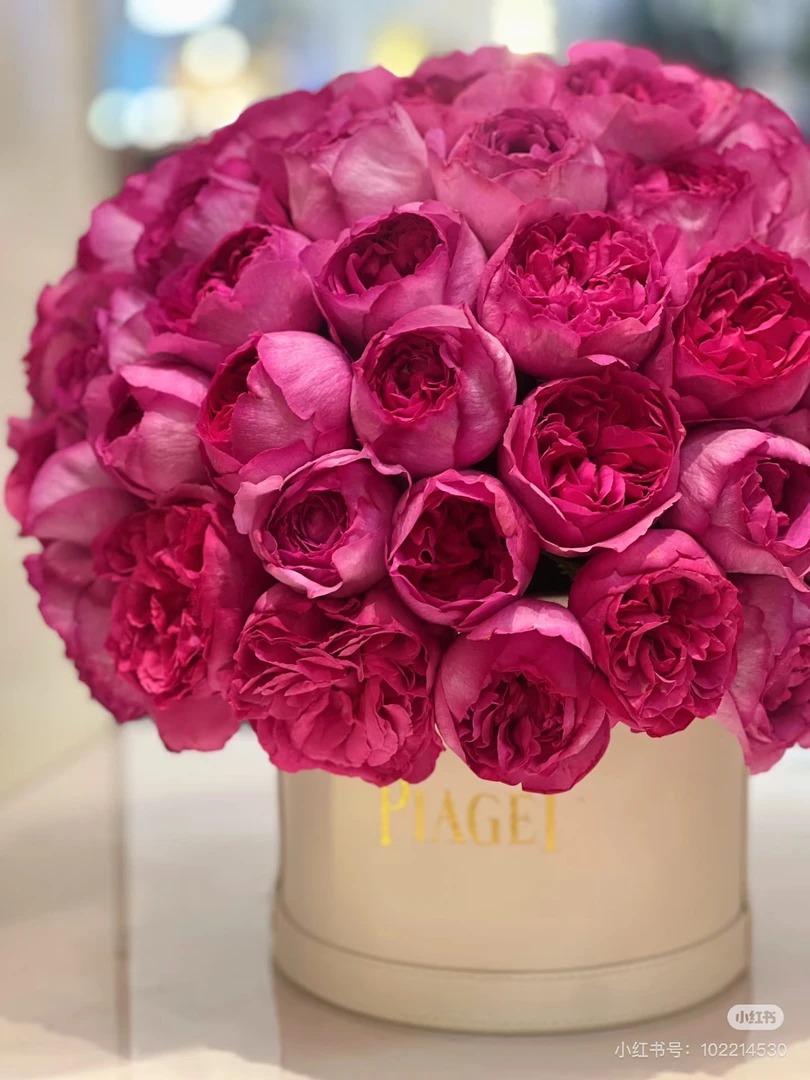 【好物鲜花】伊芙伯爵浓香 （新手勿入 必须带包装醒品种特殊容易散）