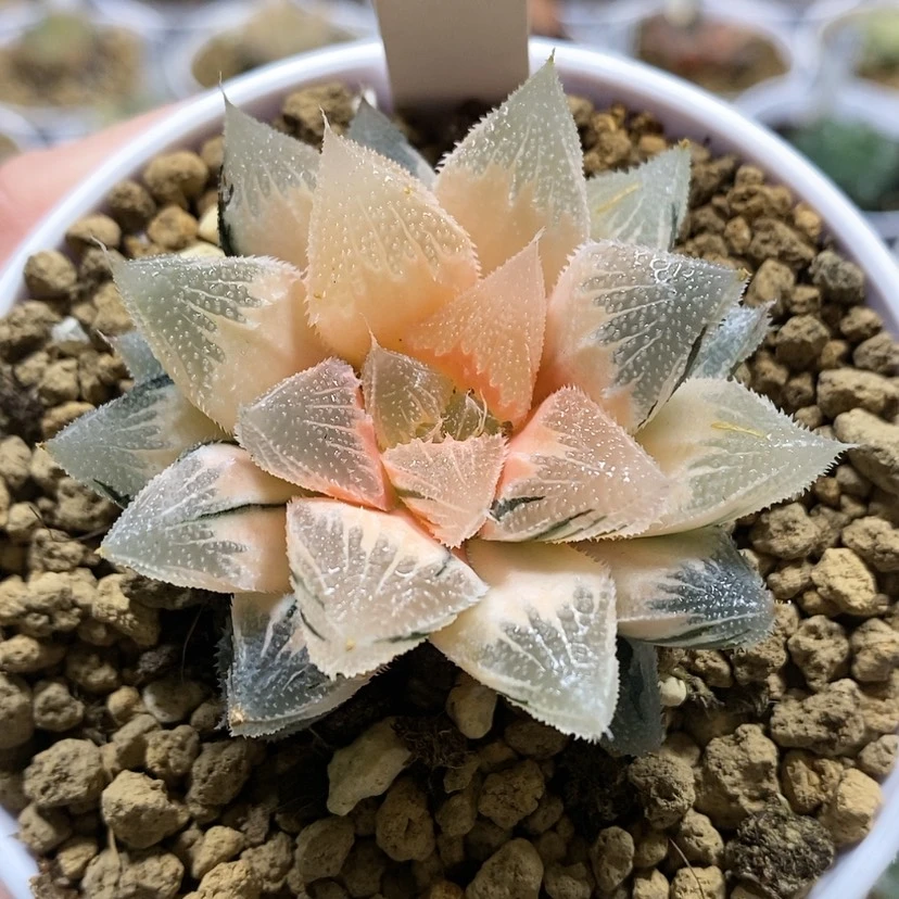 【闪购商品】110糊斑白帝城锦