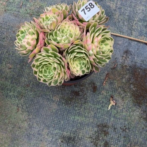 小***孃758海王朵朵多肉，