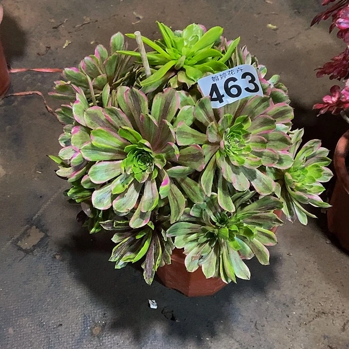 00000000000463粉黛