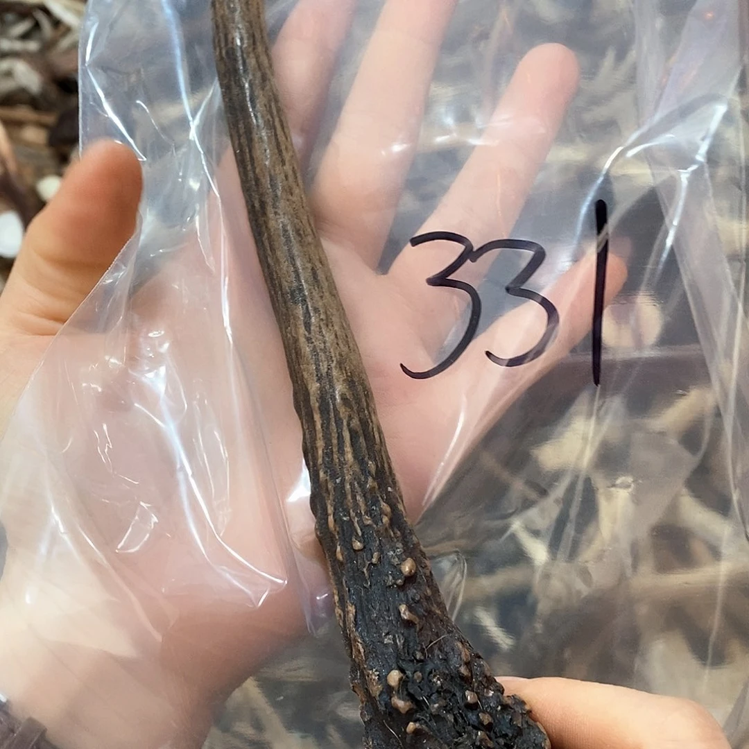 鹿角鹿角鹿角鹿角鹿鹿