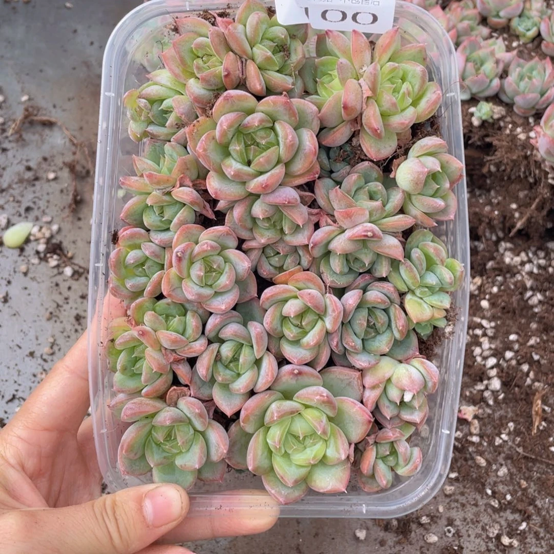 糕大上多肉植物100