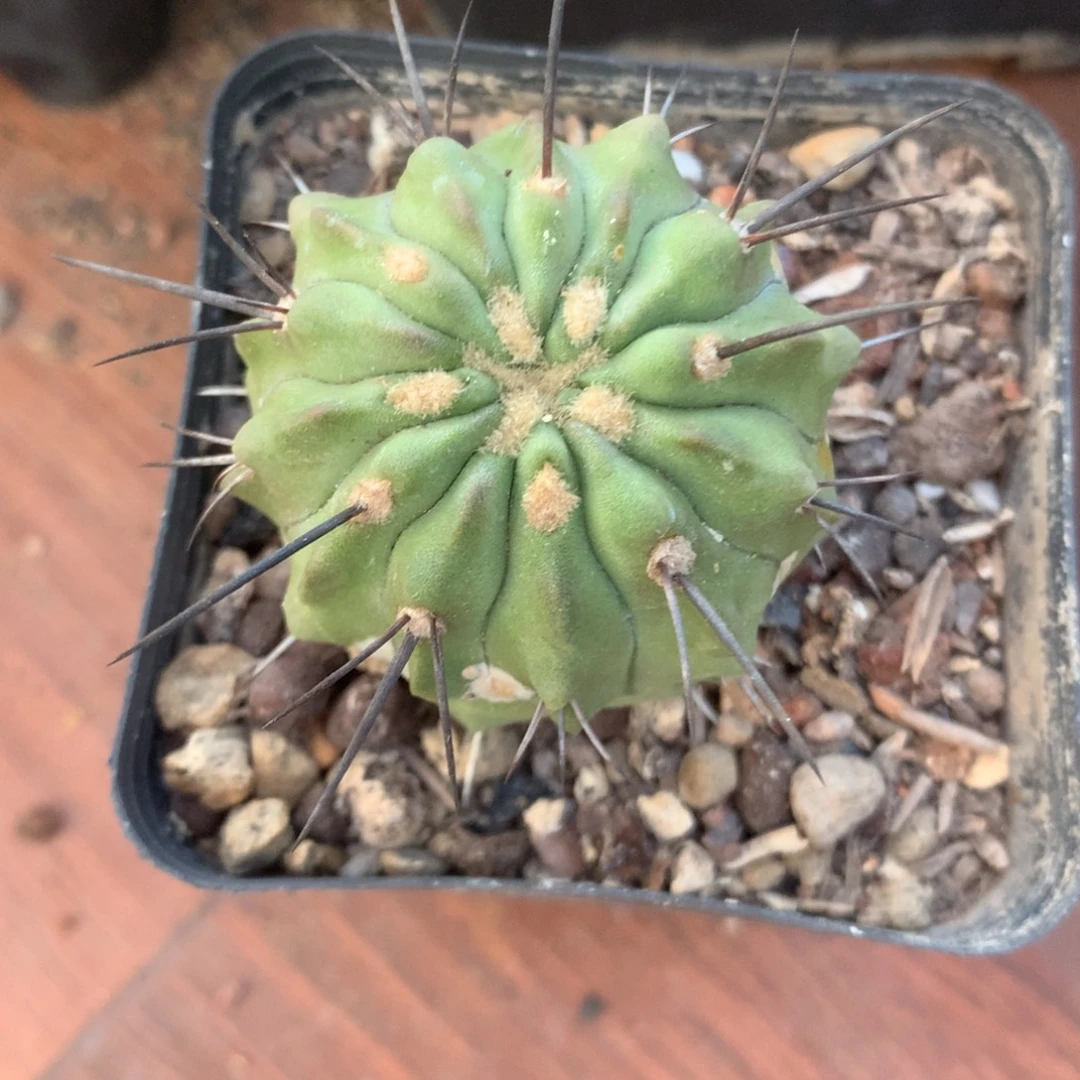 黑士冠实生根龙爪属