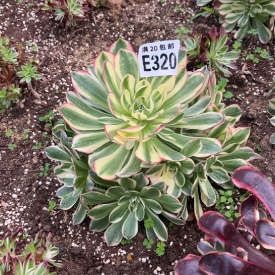 320海鲜法师不包断枝