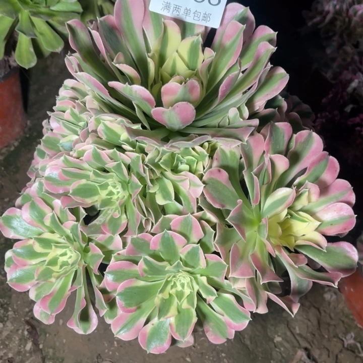 1756白凤的人多大的