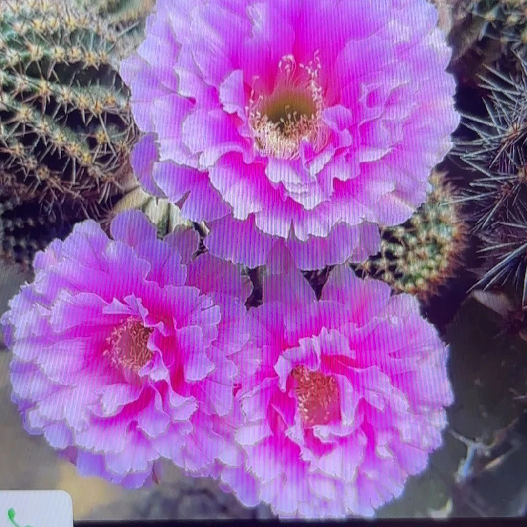 可可可彩侧牙20包邮仙人球18