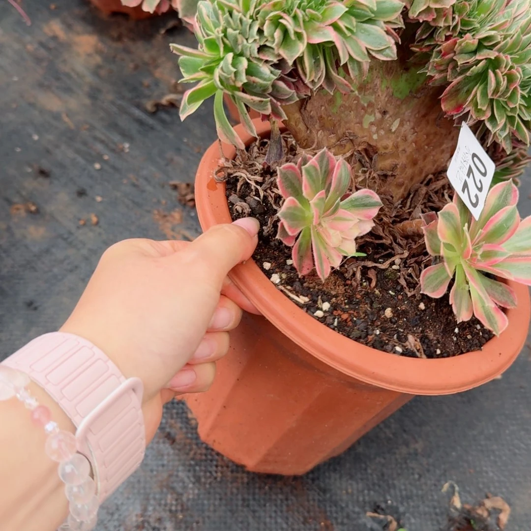 22粉女郎缀化多肉植物满28包邮