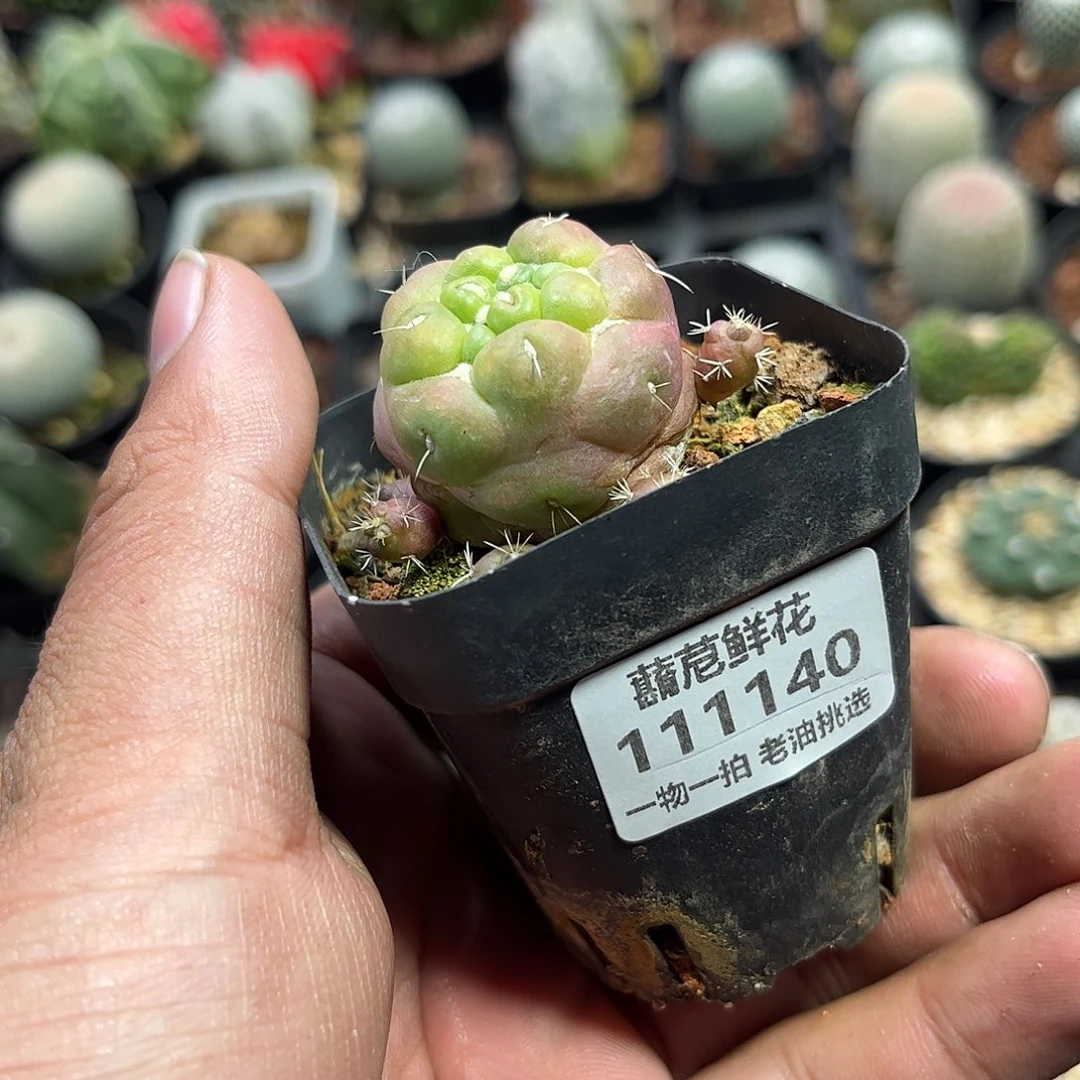 边***子11140一物一拍单头蜘蛛眼象牙