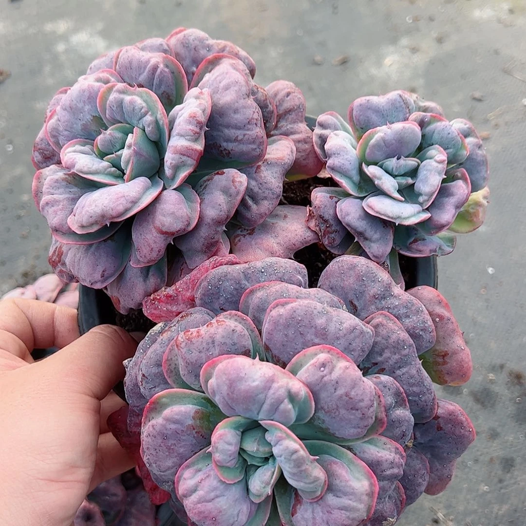 心之悦三头大盆老桩