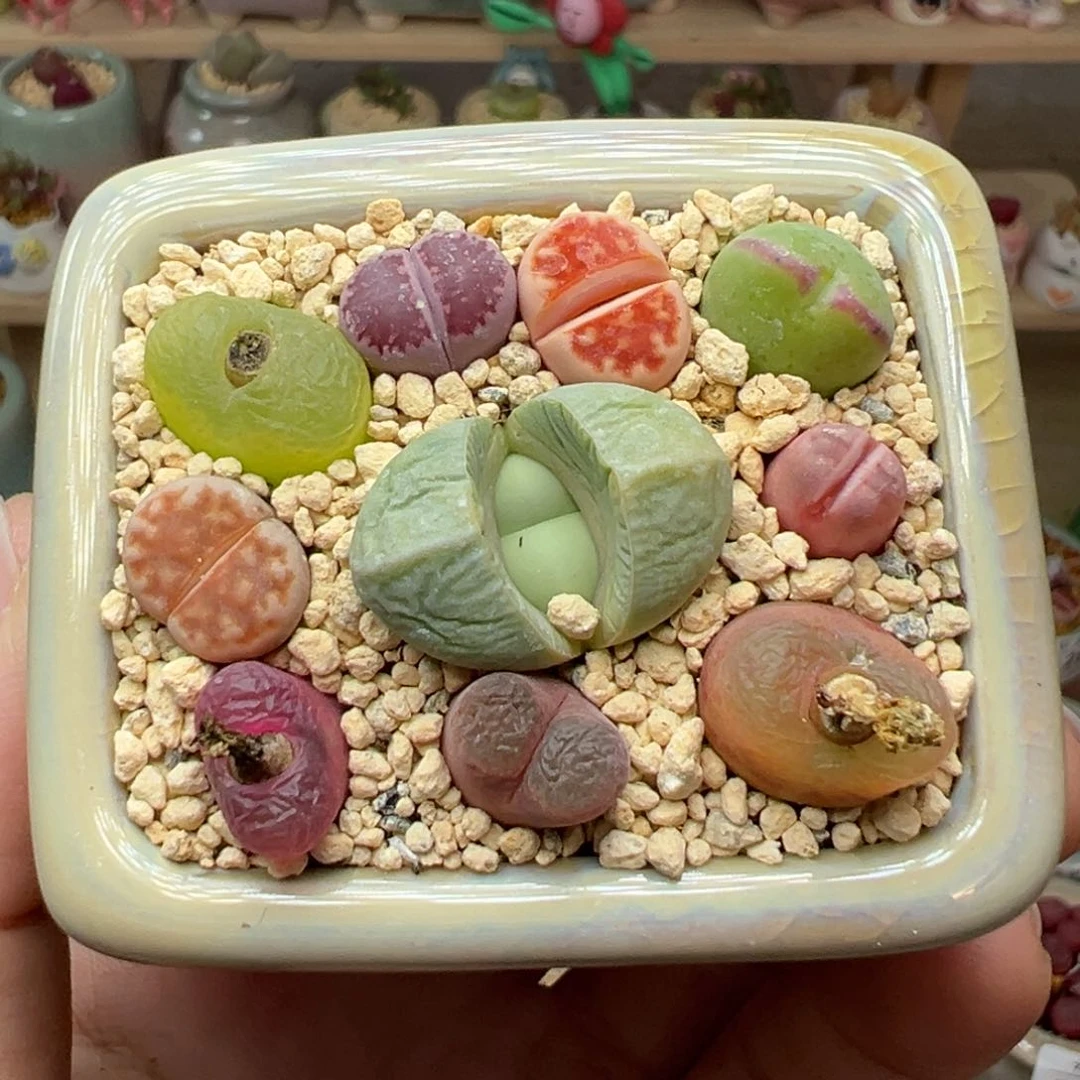 多肉植物50号彩色