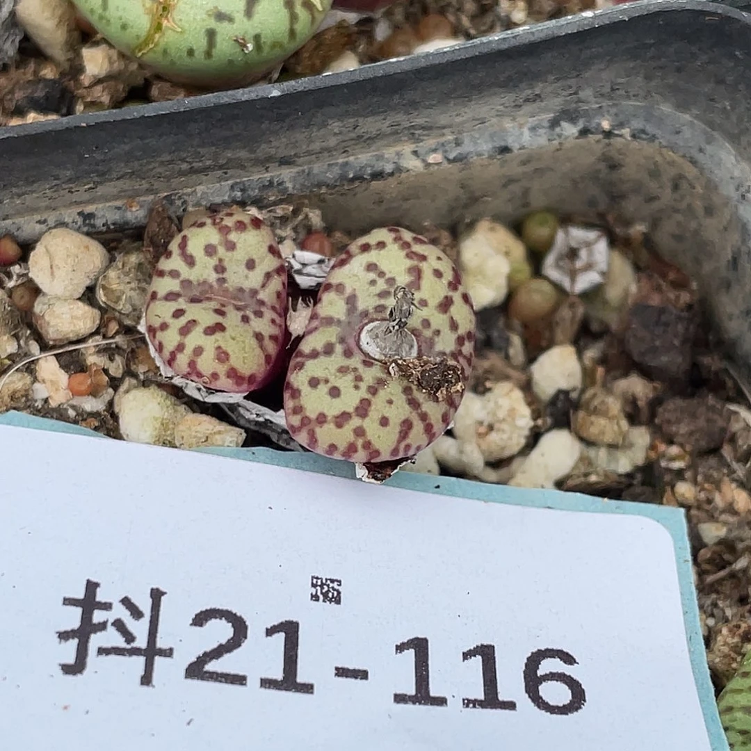 21-116安贞多肉植物