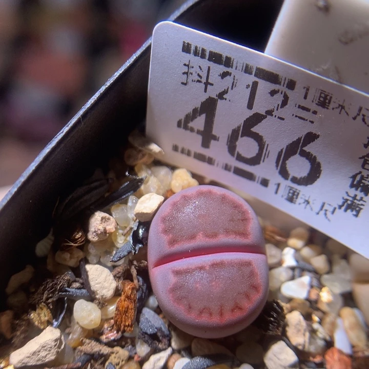 精品生生花212.466