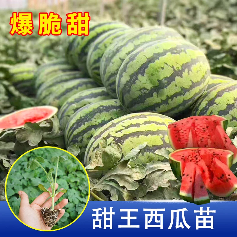 [各种西瓜苗]懒汉西瓜苗麒麟瓜苗秧带土球种植简单脆甜甜王西瓜苗