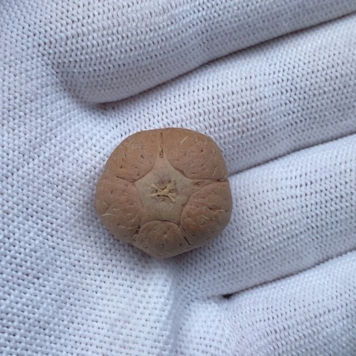 凤眼菩提手串干*学五星20.6mm