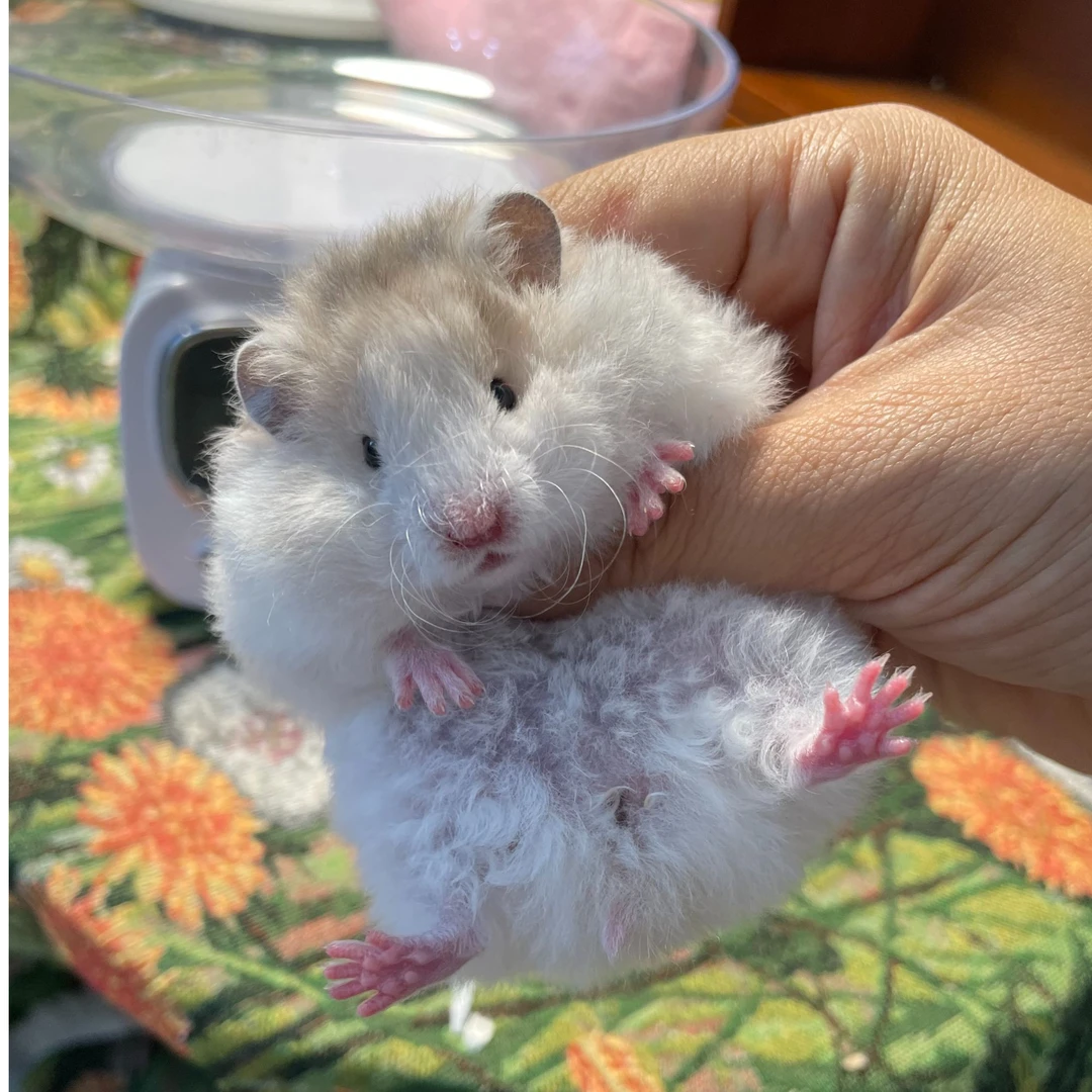 橘子沫小熊馆家养金丝熊宝宝【直播间专用链接，先拍先得】