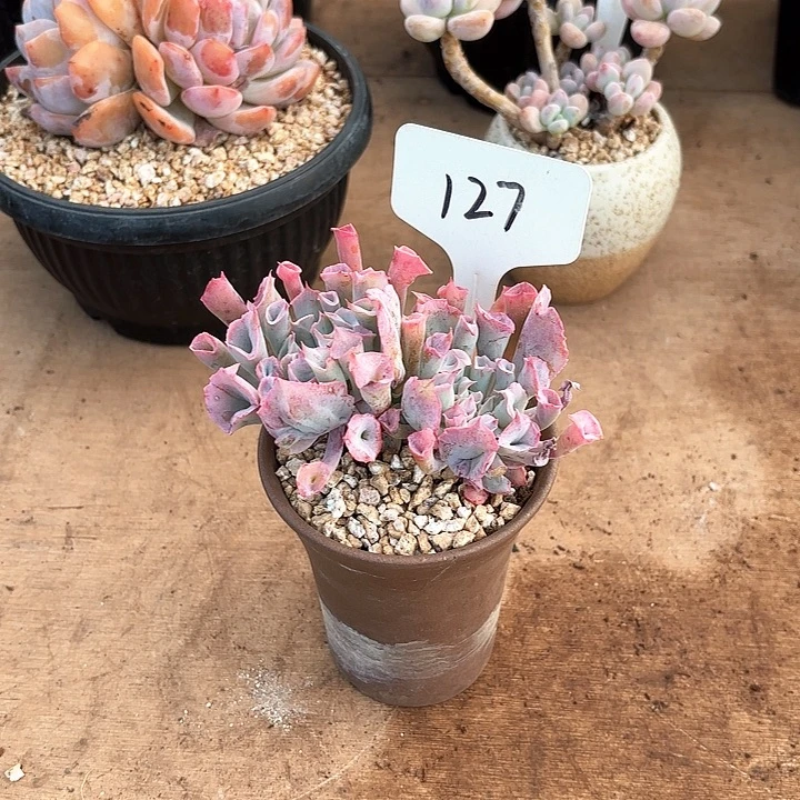 多肉植物，猪鼻子127号