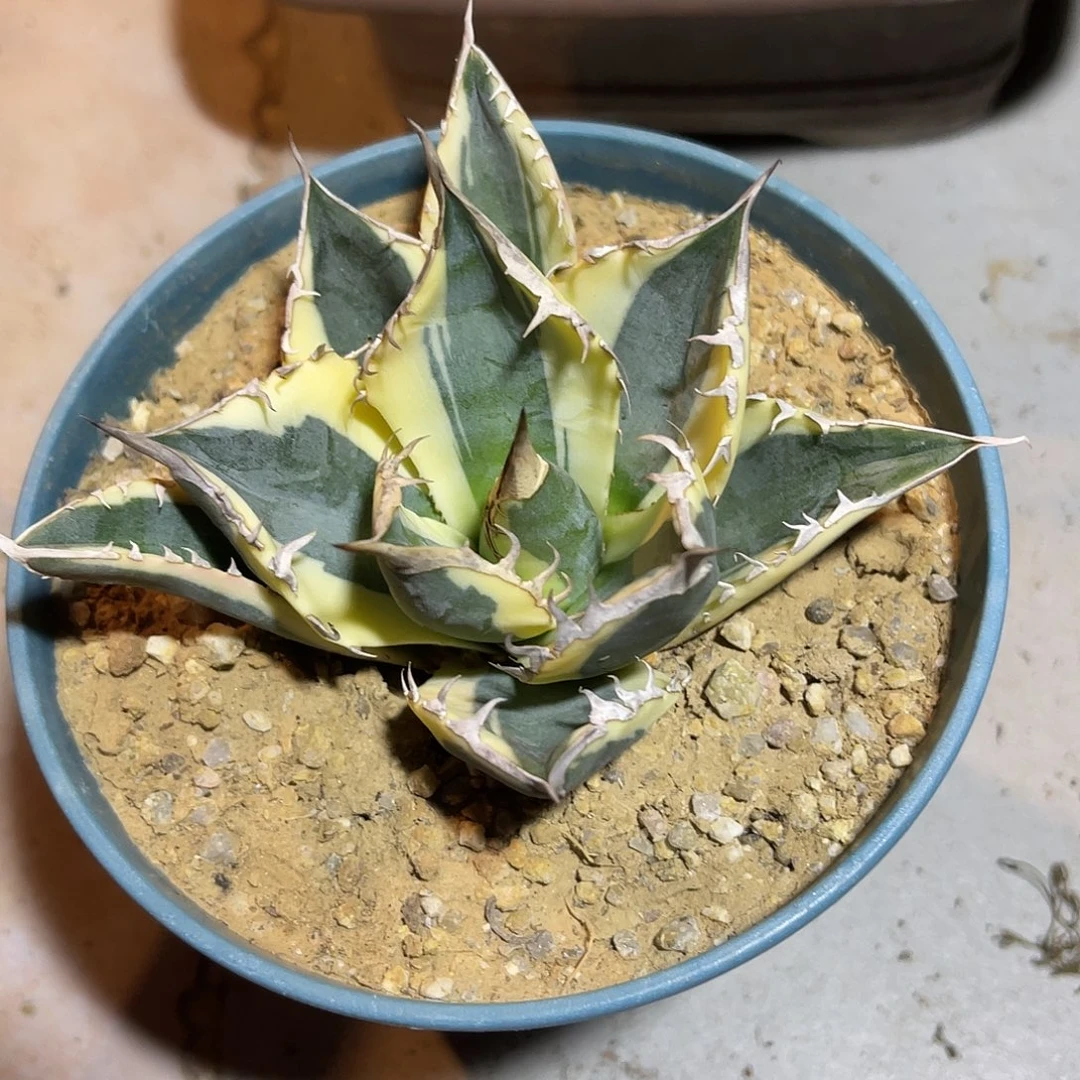 龅牙锦龙舌兰一物一拍