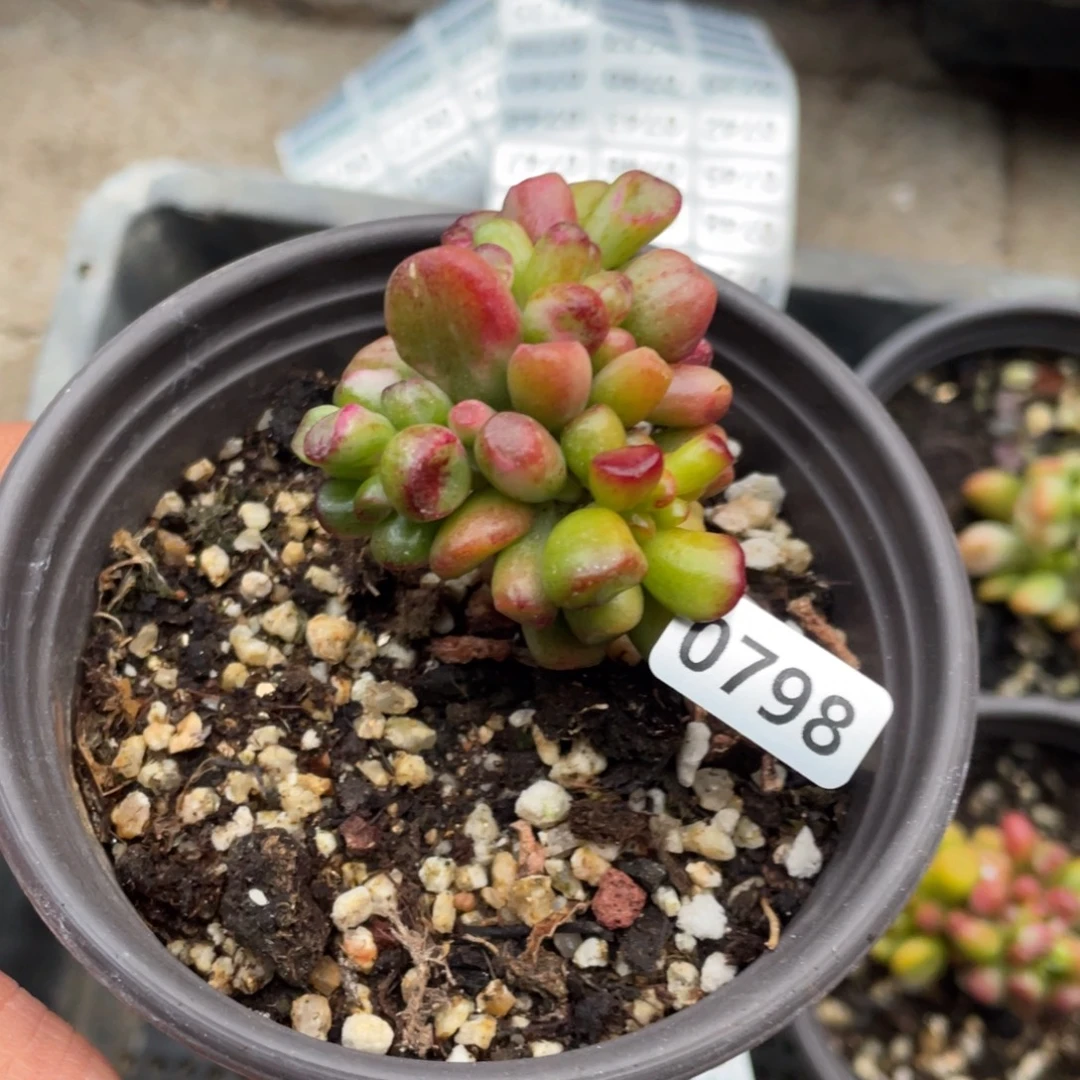 ****光吸财树锦多肉植物