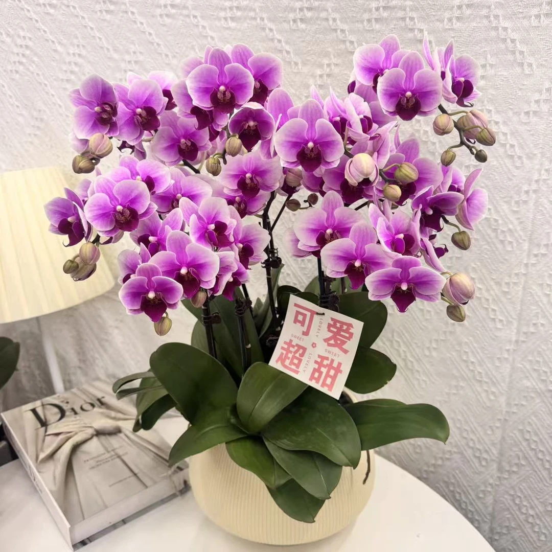 蝴蝶兰【宝贝】高级紫蓝渐变色系欧品带花花苞精致组盆鲜花绿植送礼