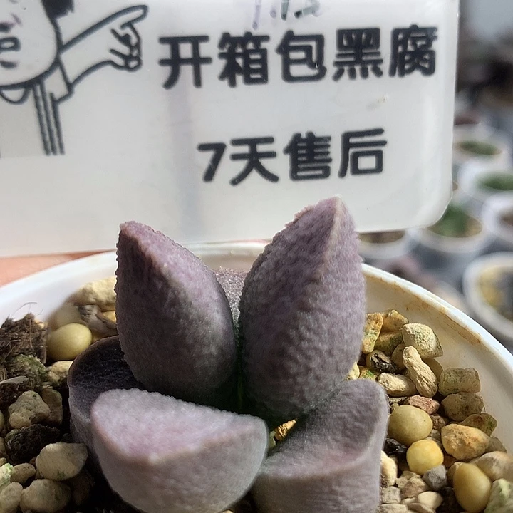 A7412 专拍专拍专拍