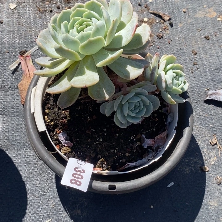 墙***微308劳林多肉植物送那白玫瑰