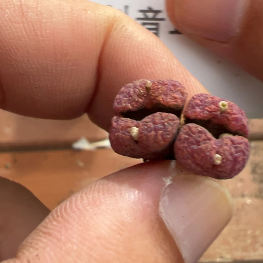 佛***怀 19-08肉锥多肉植物
