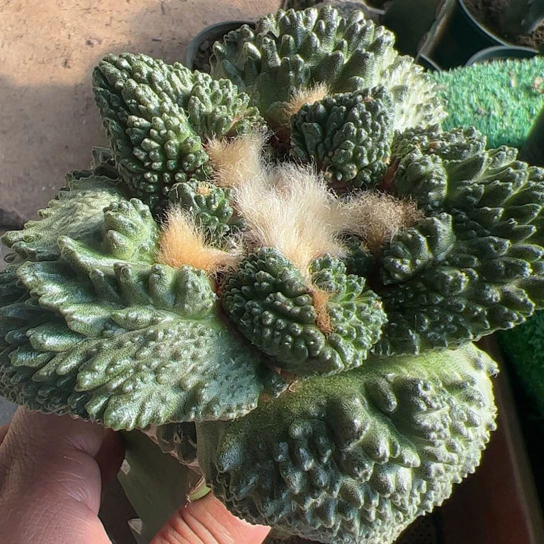 牛舌哥斯拉牡丹仙人球493