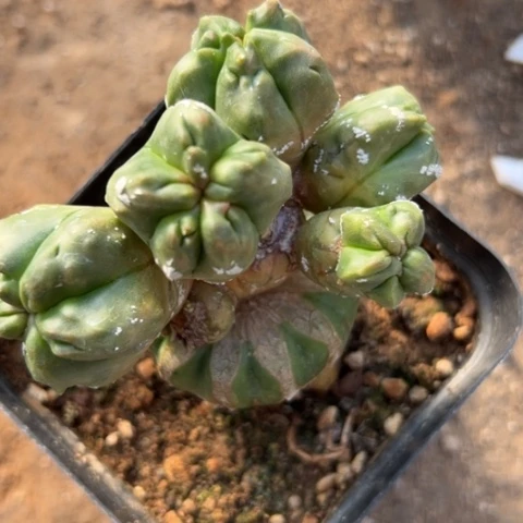 037仙人球的比赛中获得