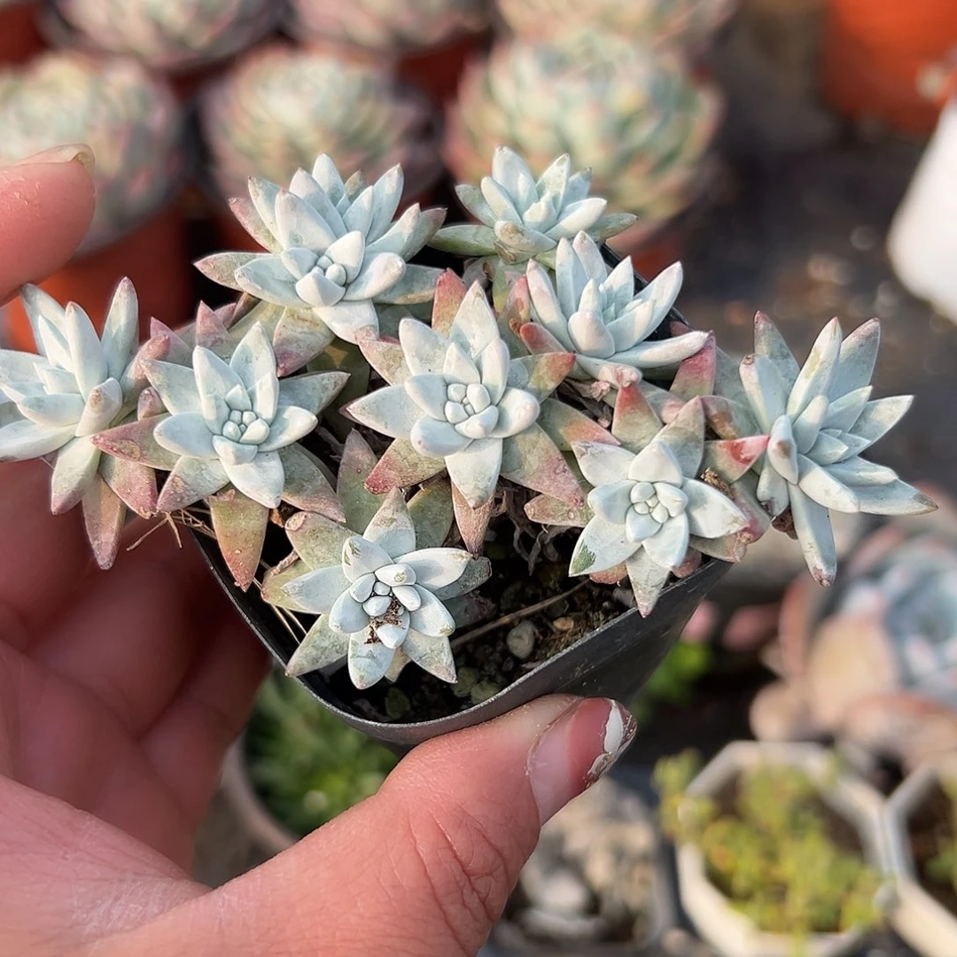 多肉植物多肉植物