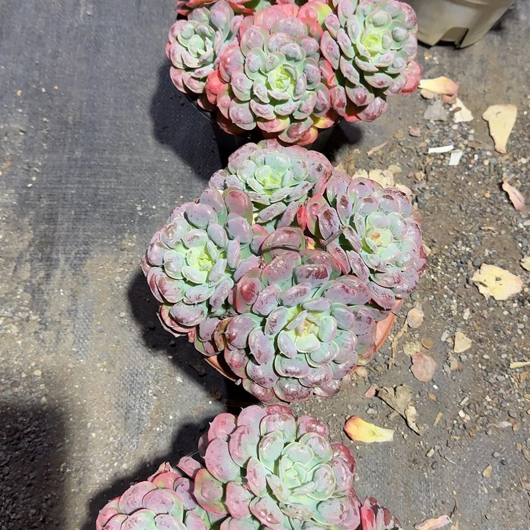 大号雨滴多肉植物