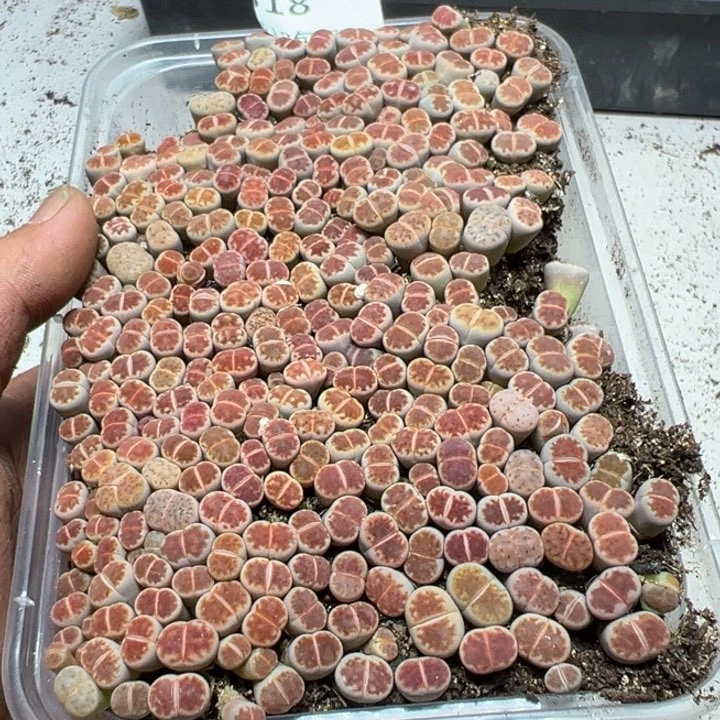 【闪购商品】 518。