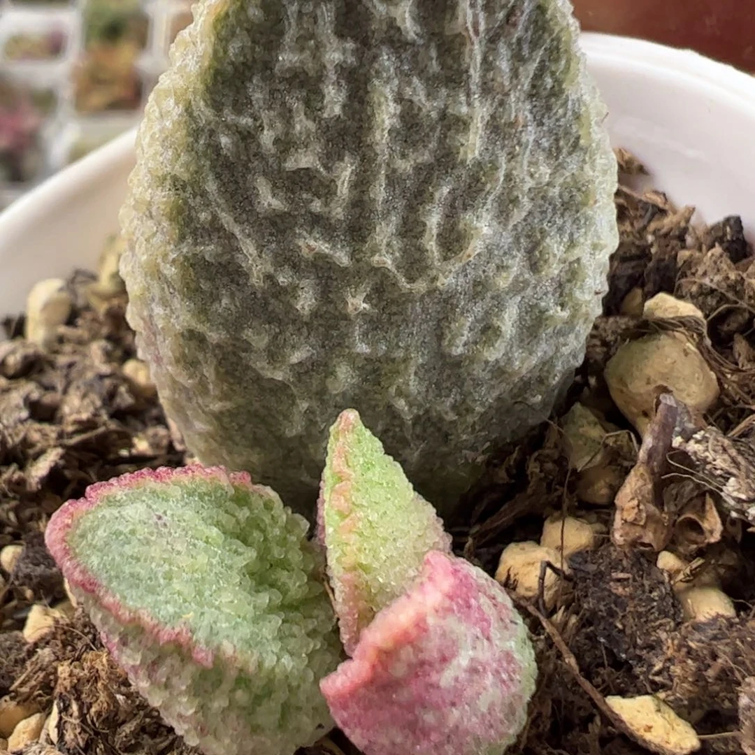 绿猪肝水泡多肉植物