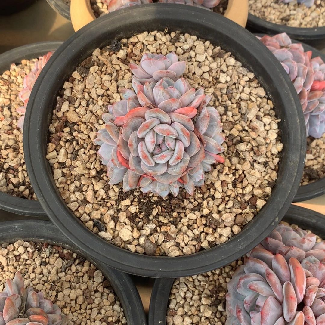石榴籽紫皮小脸花花