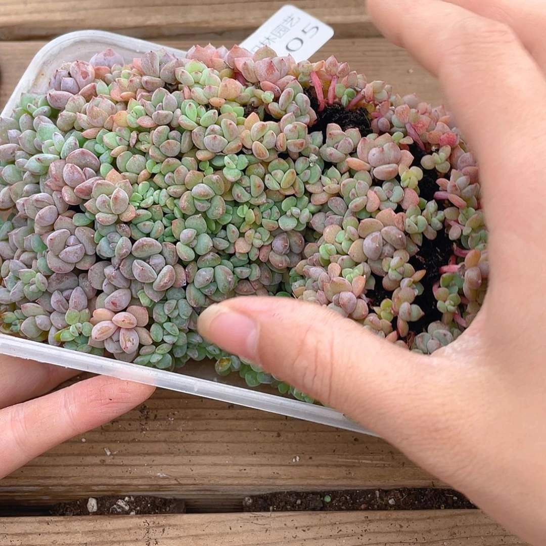 多肉植物多肉植物105