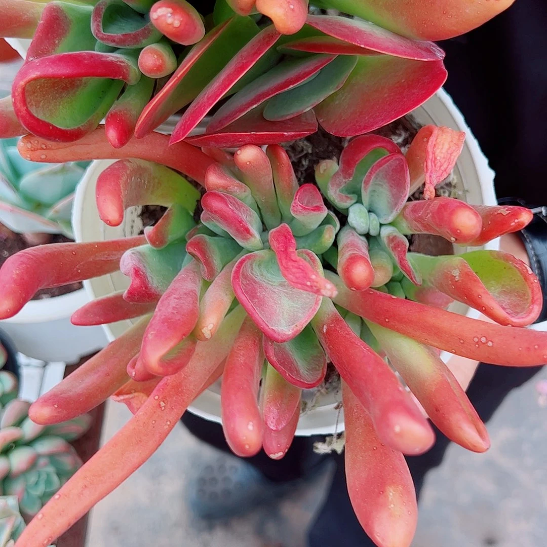 火狐狸多头群生大盆