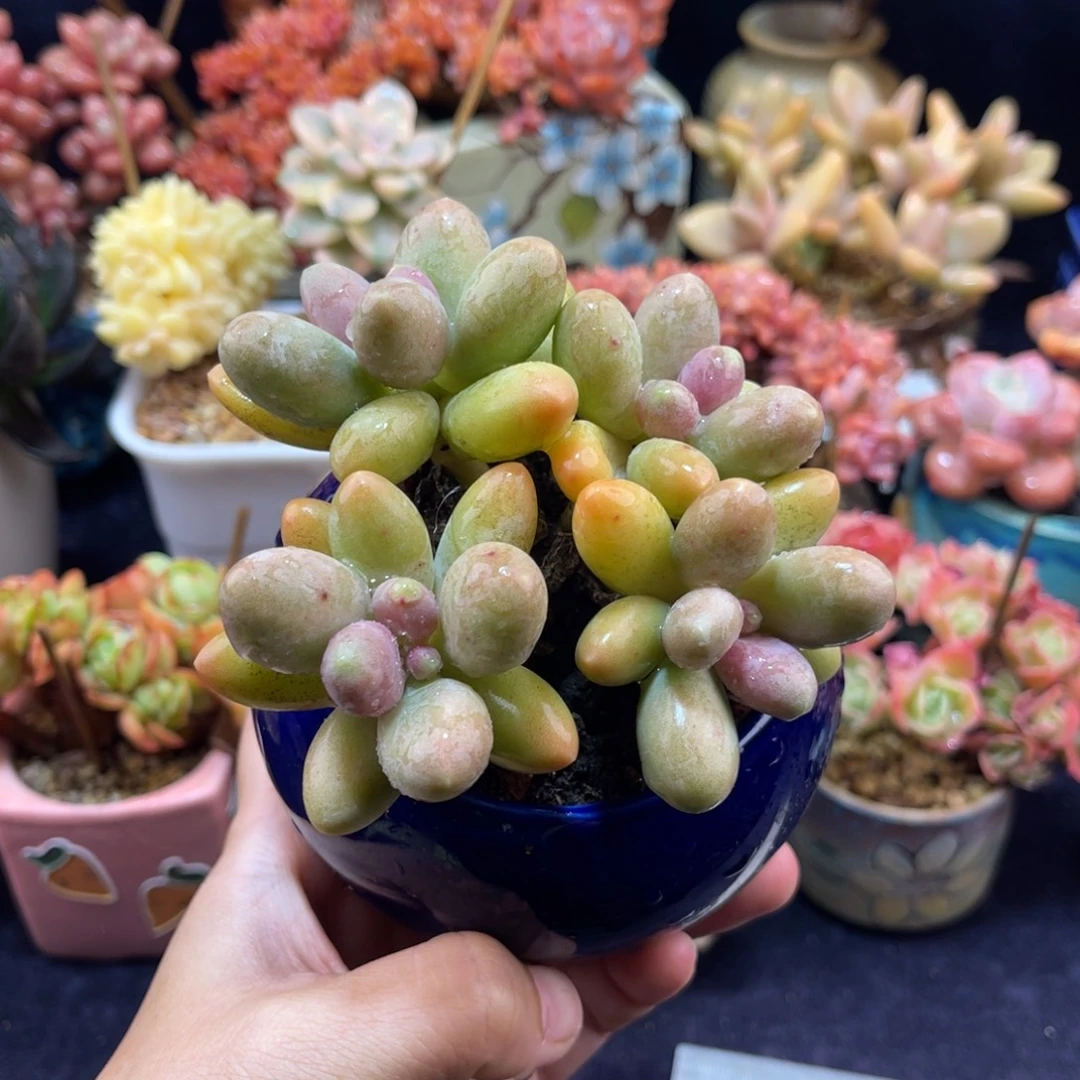 糖果美人 十公分 带盆